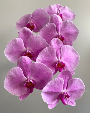 Add a Phalaenopsis Orchid stem to the bouquet + $60