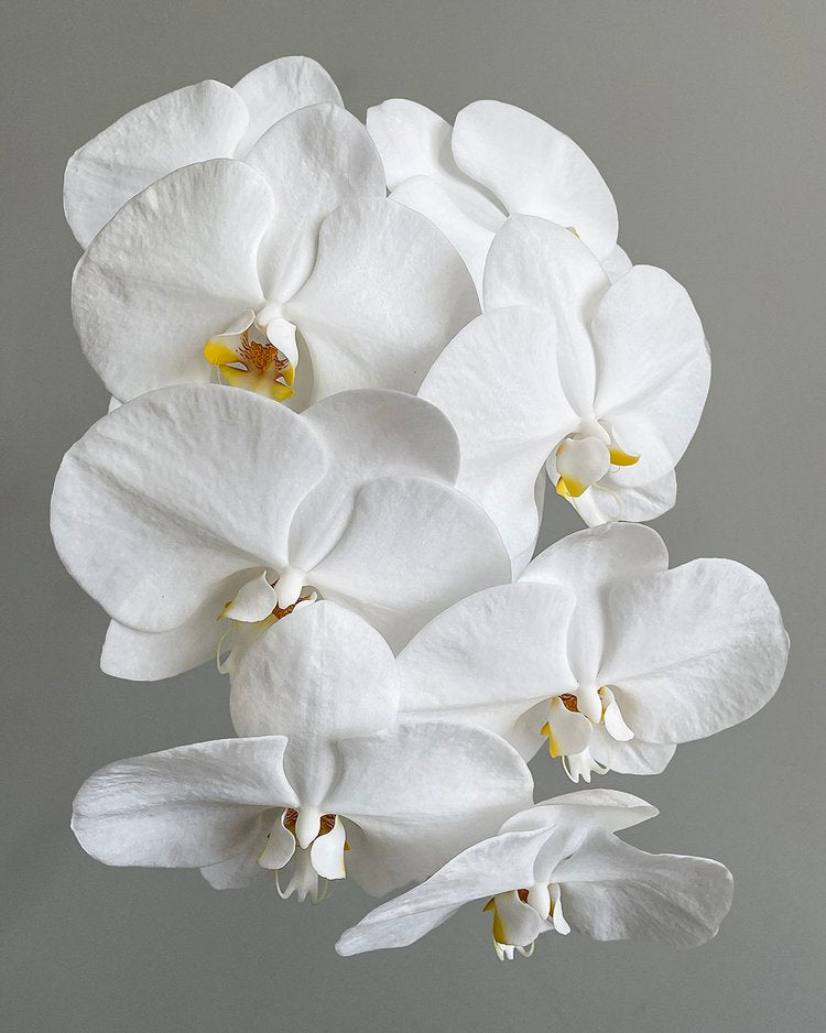 Add a Phalaenopsis Orchid stem to the bouquet + $60